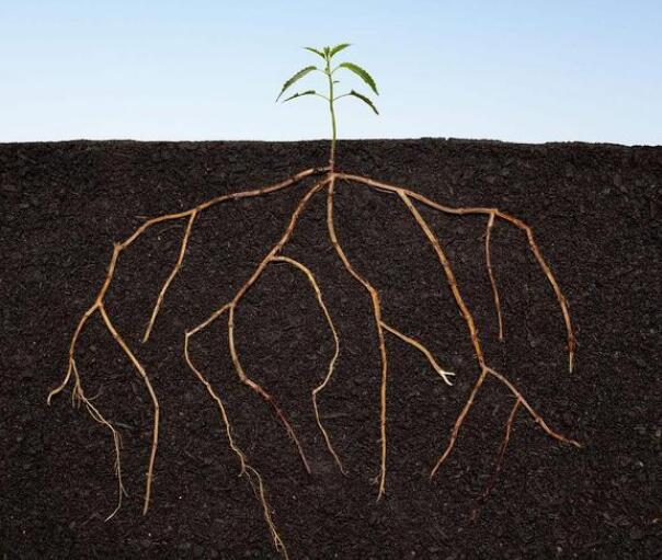 測定根系活力的儀器選擇什么品牌？