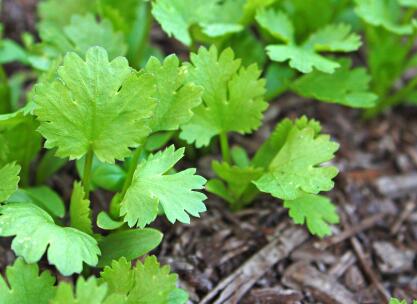 為什么要研究植物冠層，需要用到什么儀器？