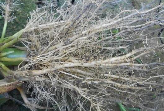 植物根系分析儀，選擇山東云唐如何？