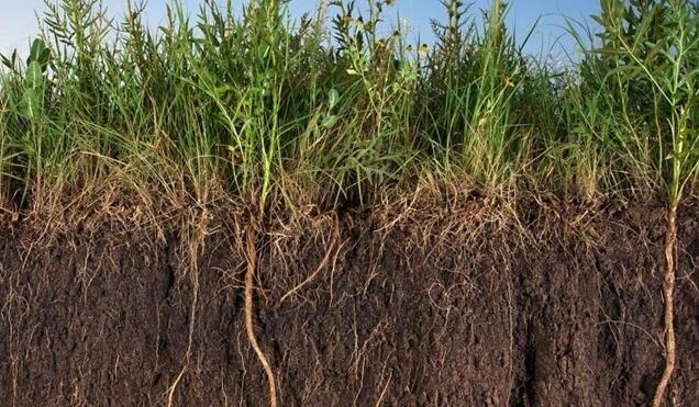 植物根系分析儀滿足農業科學研究需要