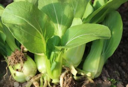 植物葉面積儀提高葉面積測量穩定性