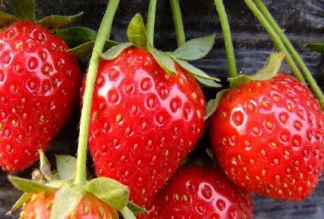 植物葉綠素儀 植物葉綠素儀