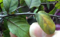 植物營養診斷儀助力植物生理研究工作