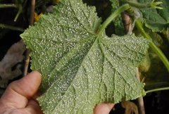 農(nóng)業(yè)科研工作需要葉綠素測(cè)定儀