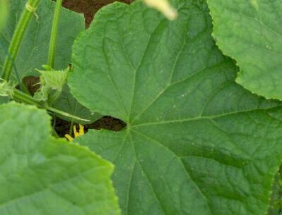 作物冠層分析儀 作物冠層分析儀