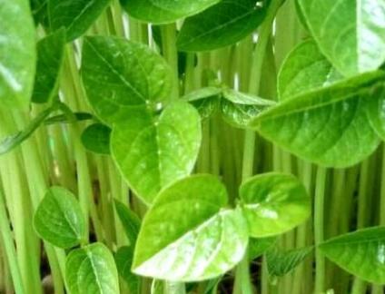 植物營養測定儀