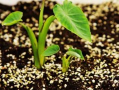 果蔬呼吸測(cè)定儀的使用有什么意義?