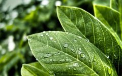 植物營養(yǎng)測定儀的使用有哪些好處？