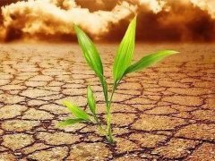 葉面積測定儀會不會破壞植物葉片?